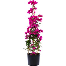 Garden Box Fuşya Begonvil 1 Adet Saksılı Sarmaşık Begonvil 40-60 cm Bahçe Bitkisi