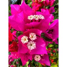 Garden Box Fuşya Begonvil 1 Adet Saksılı Sarmaşık Begonvil 40-60 cm Bahçe Bitkisi