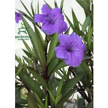 Ruellia Mor Renk Meksika Petunyası Saksılı 30-60 cm Dış Mekan Bahçe Çiçeği