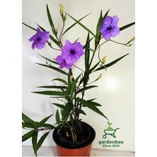 Mor Ruelya Çiçeği 1 Adet Saksıda 30-60 cm Meksika Petunyası Ruellia