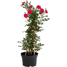 Sarmaşık Çardak Kırmızı Gül Fidanı Tüplü 60-80 cm Dış Mekan Bitkisi