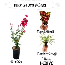 Kırmızı Oya Ağacı Fidanı 1 Adet Saksılı+Yaprak Güzeli-Kurdele Çiçeği Hediyeli