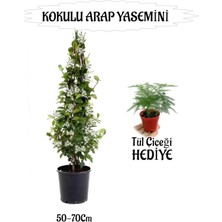 Mis Kokulu Arap Yasemini 1 Adet+Tül Çiçeği Hediyeli Peyzaj Seti