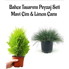 Garden Box Mavi Çim 1 Adet Saksılı (10-20 cm)+LIMON ÇAMI(30-60 cm) 1 Adet Bahçe Seti