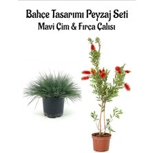 Mavi Çim 1 Adet Saksılı (10-20 cm)+FIRÇA Çalısı(30-60 cm) 1 Adet Bahçe Seti