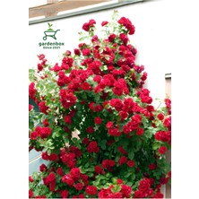 Kırmızı Sarmaşık Gül Fidanı 1 Adet Saksılı/Tüplü 50-80 cm (Red Rose)