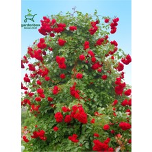 Sarmaşık Gül Fidanı Formlu 1 Adet Saksılı/Tüplü 50-80 cm