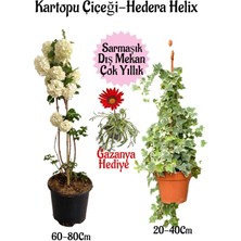 Kartopu Çiçeği 1 Adet +Hedera Helix 1 Adet+Sarı Gazanya Hediye Saksılı Bahçe Seti