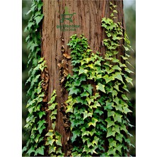 Alacalı Hedera Helix Sarmaşık 1 Adet Saksılı 30-60 cm İç Dış Mekan Bitkisi