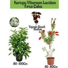 Kartopu Viburnum Lucidum 1 Adet+Fırça Çalısı 1 Adet+Yaprak Güzeli Hediye Bahçe Bitkisi