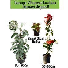 Kartopu Viburnum 1 Adet+Turuncu Begonvil 1 Adet+Yaprak Güzeli Hediye Bahçe Bitkisi