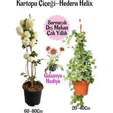 Kartopu Çiçeği 1 Adet +Hedera Helix 1 Adet+Pembe Gazanya Hediye Saksılı Bahçe Seti