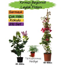 Kırmızı Renk Begonvil Kokulu Mor Leylak Fidanı Tül Kuşkonmaz Hediyeli 3'lü Peyzaj Seti