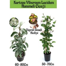 Kartopu Viburnum 1 Adet+Kokulu Hanımeil 1 Adet+Yaprak Güzeli Hediye Bahçe Bitkisi