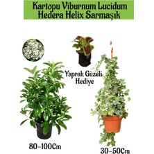 Kartopu Viburnum Lucidum 1 Adet+Hedera Helix 1 Adet+Yaprak Güzeli Bahçe Bitkisi