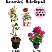 Garden Box Kartopu Çiçeği 1 Adet+Pembe Bodur Begonvil 1 Adet+KIRMIZI Gazanya Hediyeli Saksılı Bahçe Seti