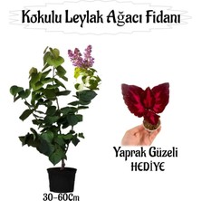 Kokulu Leylak Ağacı Fidanı 1 Adet Saksılı+Yaprak Güzeli Çiçeği Hediye