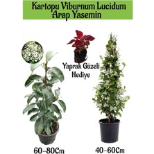 Garden Box Kartopu Viburnum 1 Adet+Kokulu Arap Yasemini1 Adet+Yaprak Güzeli Hediye Bahçe Bitkisi
