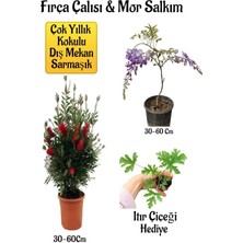 Fırça Çalısı Fidanı+Mor Salkım Ağacı Fidanı Itır Çiçeği Hediyeli Peyzaj Seti