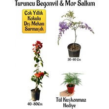 Turuncu Begonvil Çiçeği+Mor Salkım Ağacı Fidanı Tül Kuşkonmaz Hediyeli Bahçe Peyzaj Seti