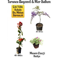 Turuncu Begonvil Çiçeği+Mor Salkım Ağacı Fidanı Mezem Çiçeği Hediyeli Bahçe Peyzaj Seti