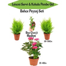 Bahçe Seti 2 Adet Limoni Servi+1 Adet Pembe Gül Fidanı+Hediye Buz Çiçeği