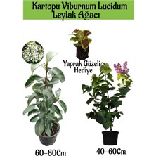 Kartopu Viburnum 1 Adet+Kokulu Leylak Ağacı1 Adet+Yaprak Güzeli Hediye Bahçe Bitkisi