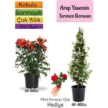 Kokulu Arap Yasemini+Turuncu Acem Borusu Çiçeği+Mini Gül Hediyeli 3'lü Bahçe Seti