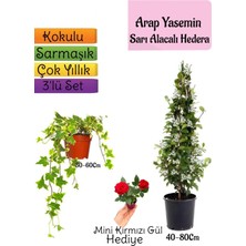 Mis Kokulu Arap Yasemini+Alacalı Hedera Helix Sarmaşığı+Mini Gül Hediye 3'lü Set
