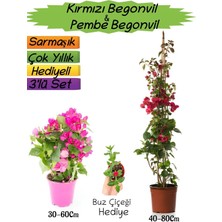 Kırmızı Renk Begonvil+Pembe Begonvil+Buz Çiçeği Hediyeli 3'lü Peyzaj Seti