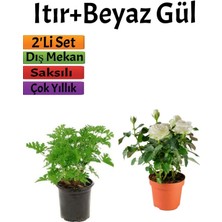 Yoğun Kokulu Itır Çiçeği+ Beyaz Gül Fidanı (15-25 cm) Saksılı Dış Mekan Bitkileri