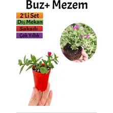 Yer Örtücü Buz+ Mezem Seti (5-10 cm) Saksılı Dış Mekan Bitkileri