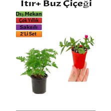 Yoğun Kokulu Itır ( Gül Damlası)+ Buz Çiçeği (5-15 cm) Saksılı Dış Mekan Bitkileri