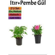 Yoğun Kokulu Itır + Pembe Gül Fidanı (10-15 cm) Saksılı Dış Mekan Bitkileri