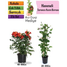 Garden Box Turuncu Borazan Çiçeği+Kokulu Hanımeli Çiçeği+Buz Çiçeği Hediyeli 3'lü Peyzaj Seti