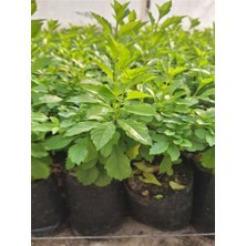 2 Adet Mor Çiçekli Duranta Ağacı Fidanı (40-70 cm) Tüplü Dış Mekan Bitkisi