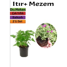 Bahçe Seti Itır+ Mezem (5-15 cm Saksılı Dış Mekan Bitkileri