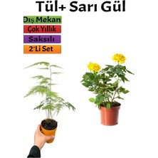 Bahçe Seti Tül+ Sarı Gül Fidanı (15-25 cm) Saksılı Dış Mekan Bitkileri