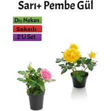 2'li Bahçe Seti Pembe+ Sarı Gül Fidanı (15-25 cm) Saksılı Dış Mekan Bitkileri