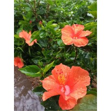 Turuncu Renkli Japon Gülü (20-30 cm)1 Adet Saksılı/ Tüplü Dış Mekan Bitkisi