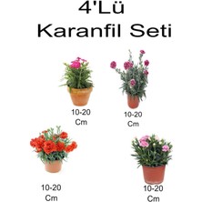 4'lü Set Alacalı Kırmızı- Kırmızı Karanfil + Koyu- Açık Pembe Karanfil Çiçeği Dış Mekan Bitkisi