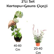 Kartopu+ Gaura Çiçeği 2'li Set Dış Mekan Bitkisi