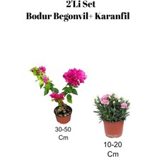 2'li Set Pembe Bodur Begonvil+ Pembe Karanfil Çiçeği Dış Mekan Bitkisi