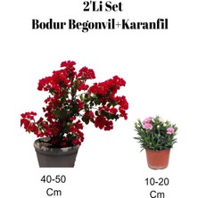2'li Set Kırmızı Bodur Begonvil+ Pembe Karanfil Çiçeği Dış Mekan Bitkisi
