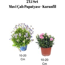 2'li Set Mavi Çalı ( Maviş) Paptyası+ Pembe Karanfil Çiçeği Dış Mekan Bitkisi