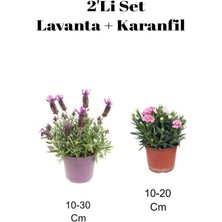 2'li Set Mor Lavanta+ Pembe Karanfil Çiçeği Dış Mekan Bitkisi