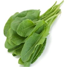 Garden Box Kuzu Kulağı Koç Kulağı Ekşiotu Tohumu 100 Adet Tohum