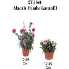 2'li Set Alacalı Kırmızı Karanfil+ Pembe Karanfil Çiçeği Dış Mekan Bitkisi