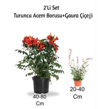 Turuncu Acem Borusu+ Gaura Çiçeği 2'li Set Dış Mekan Bitkisi