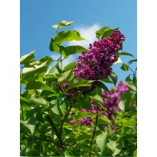 Videolu Leylak Fidanı 1 Adet 60-80 cm Saksılı/ Tüplü Dış Mekan Bitkileri (Lilac)